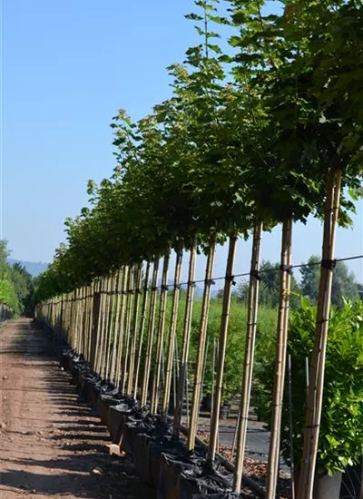 Kugel-Ahorn Kugel-Ahorn