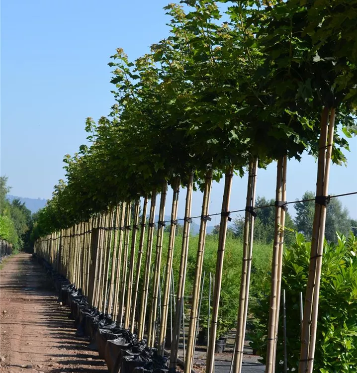Acer platanoides 'Globosum' Acer platanoides 'Globosum'