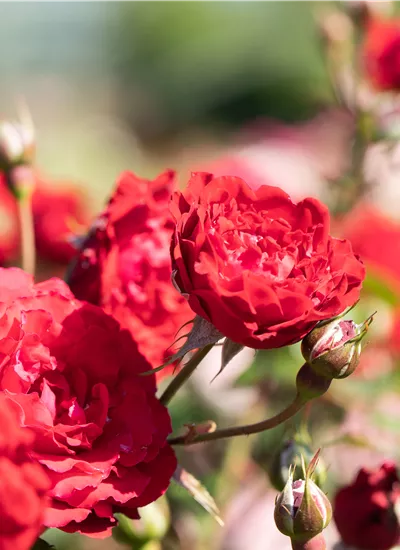 Rosenvielfalt Rosenvielfalt