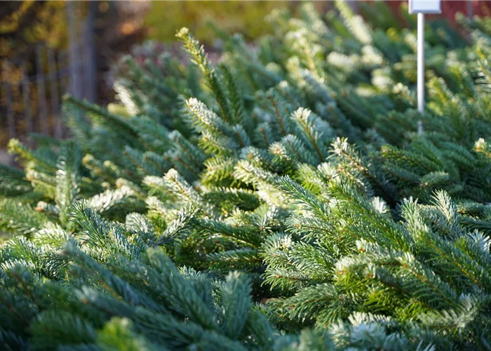 Schnittgrün Schnittgrün