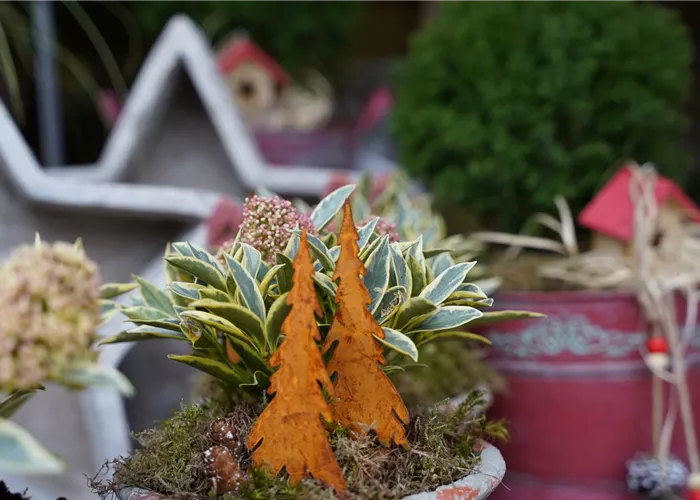 Pflanzen & Geschenkideen Pflanzen & Geschenkideen