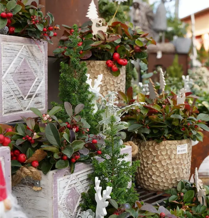 winterlich bepflanzt und weihnachtlich dekoriert