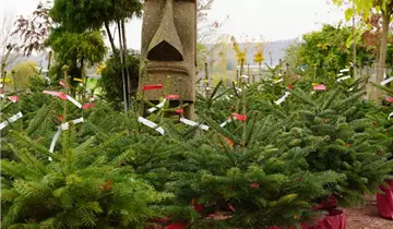Bildvorschau