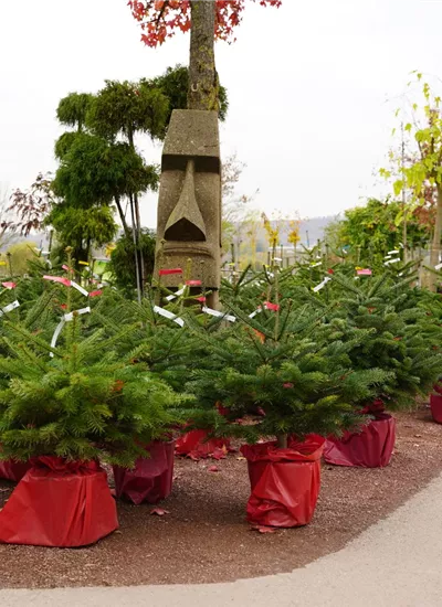 Nordmanntanne im Topf Nordmanntanne im Topf