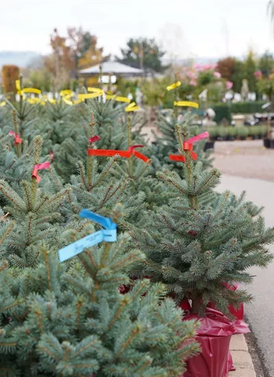 Blaufichte im Topf Blaufichte im Topf