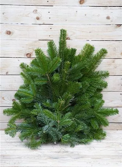 Nordmanntanne  Nordmanntanne