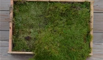 Zum Vergrößern klicken Bildvorschau