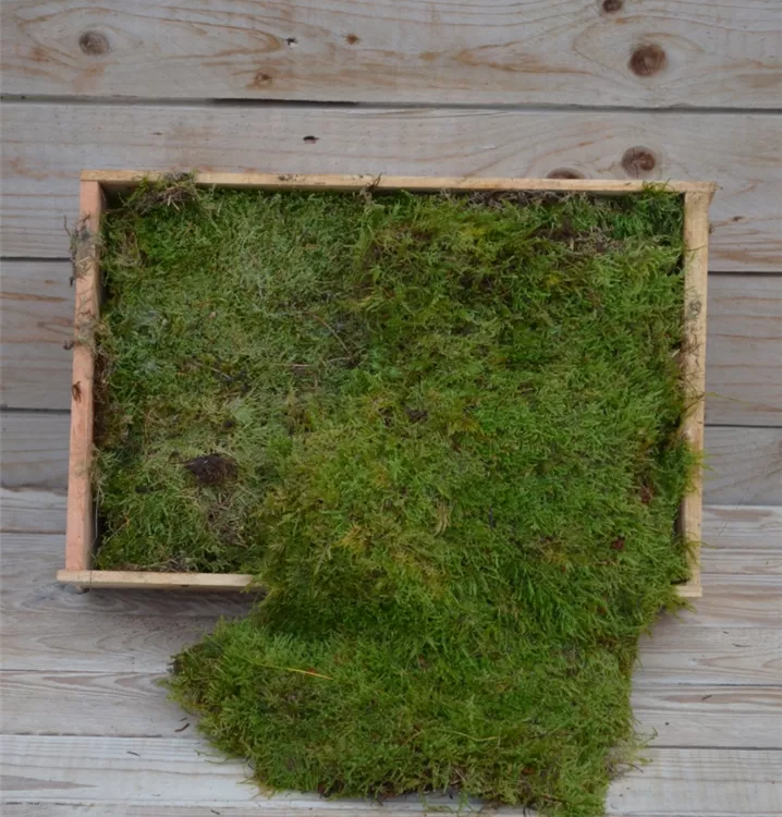 Plagiothecium Lappen Moos Plagiothecium Lappen Moos