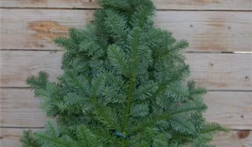 Zum Vergrößern klicken Bildvorschau