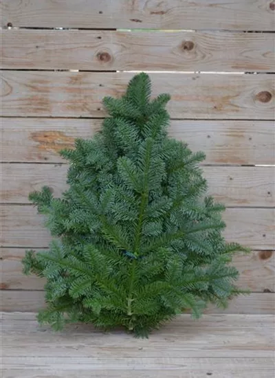 frische Nobilis Zweige frische Nobilis Zweige