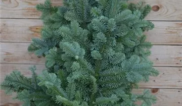 Zum Vergrößern klicken Bildvorschau