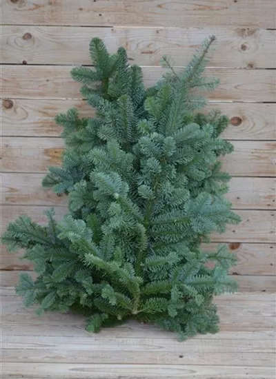 Nobilis-Tanne Nobilis-Tanne