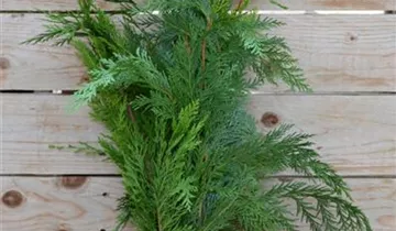 Zum Vergrößern klicken Bildvorschau