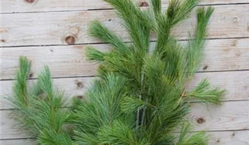 Zum Vergrößern klicken Bildvorschau