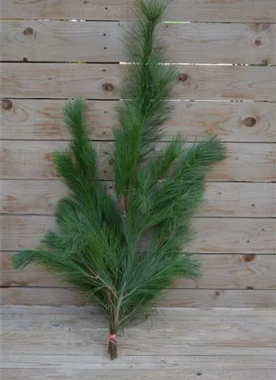 Seidenkiefer Seidenkiefer