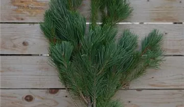 Zum Vergrößern klicken Bildvorschau