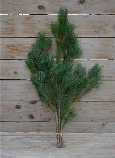 Berg-Kiefer Berg-Kiefer