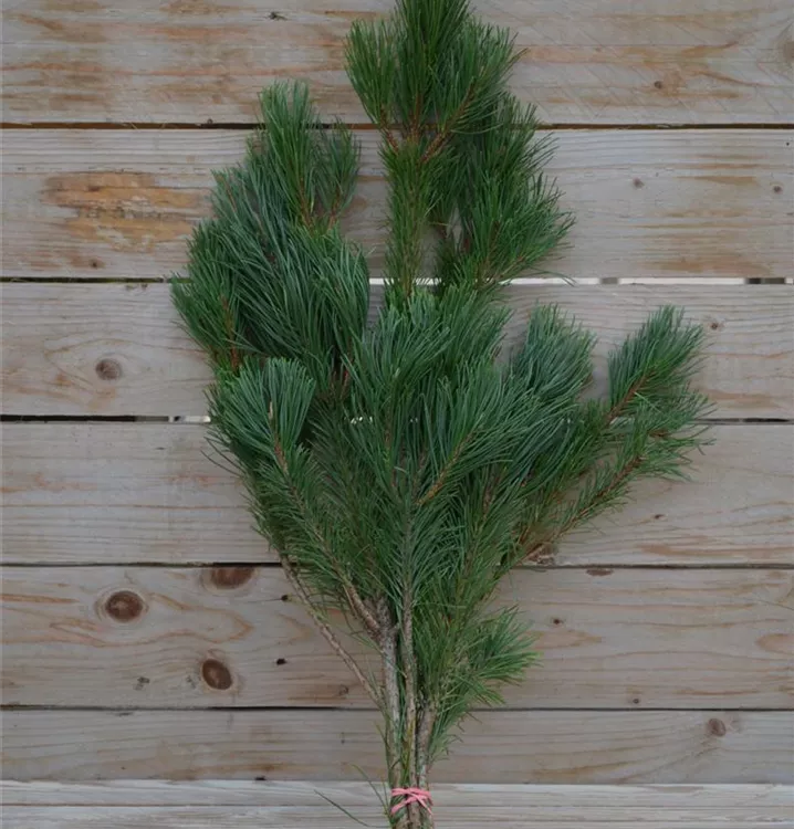 im 500-g-Handbund im 500-g-Handbund