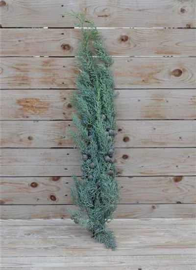 Zypresse Schnittgrün Zypresse Schnittgrün