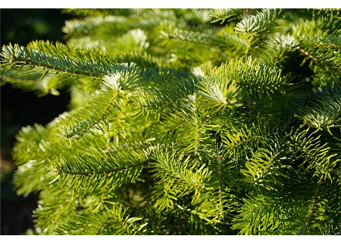 Weihnachtsbäume Weihnachtsbäume