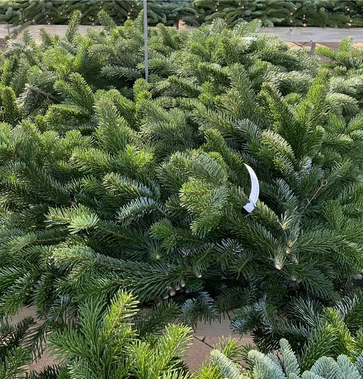 verschiedene Sorten