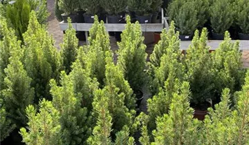 Zum Vergrößern klicken Bildvorschau