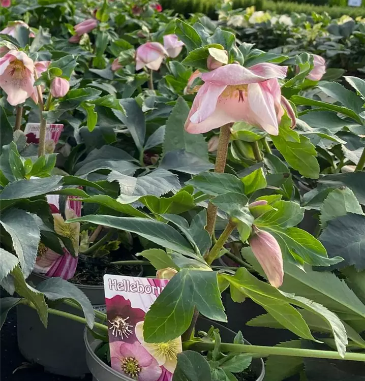 Helleborus niger