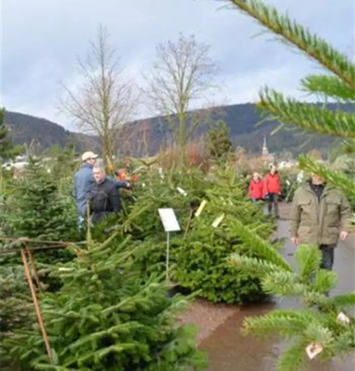 Weihnachtsbäume geschnitten