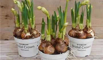 Bösen GmbH & Co.KG Bösen GmbH & Co.KG