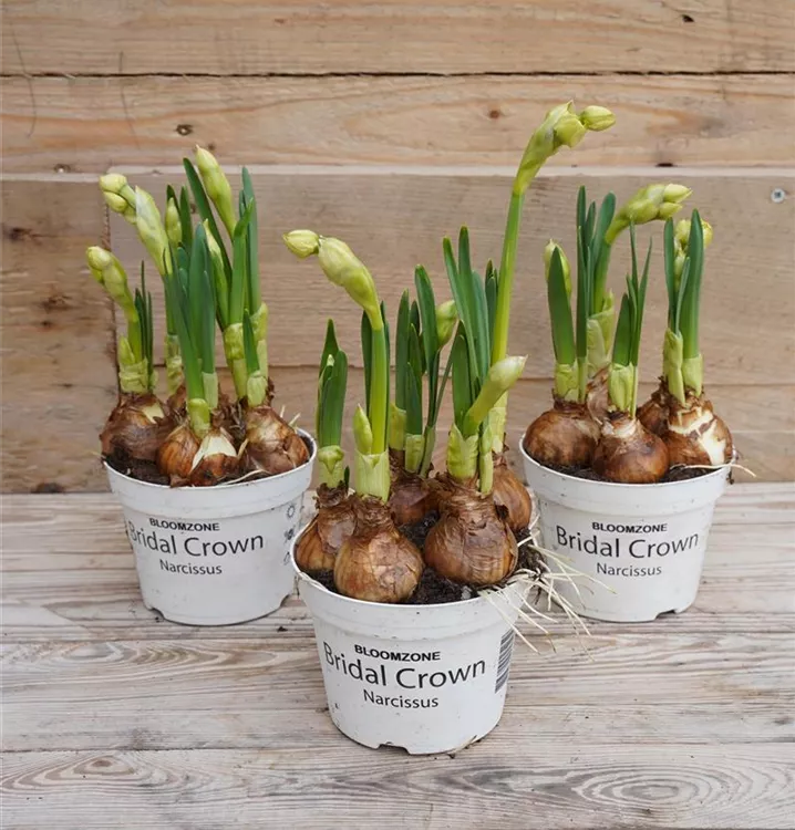 Narcissus tazetta Bridal Crown Narcissus tazetta Bridal Crown