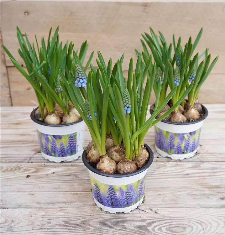 Muscari armeniacum