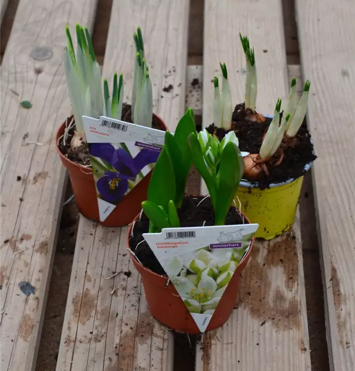 Crocus, Iris uvm.