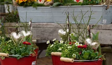 Zum Vergrößern klicken Bildvorschau