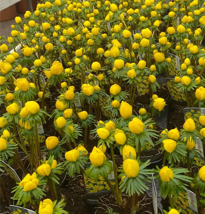 Eranthis hyemalis