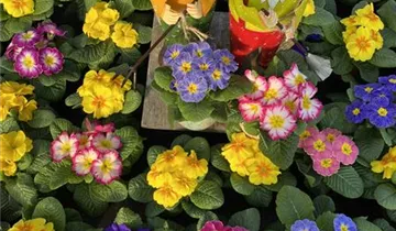 Zum Vergrößern klicken Bildvorschau