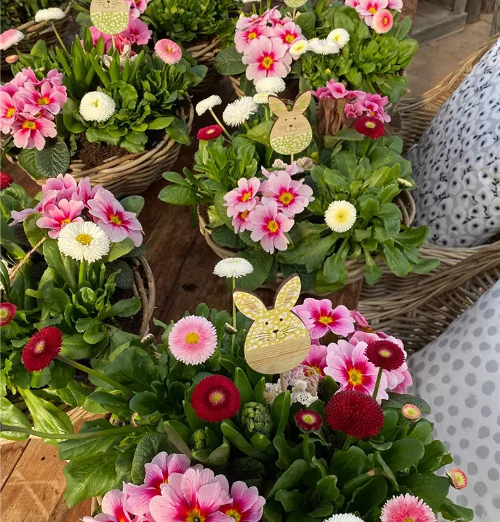 ein Traum in rosa
