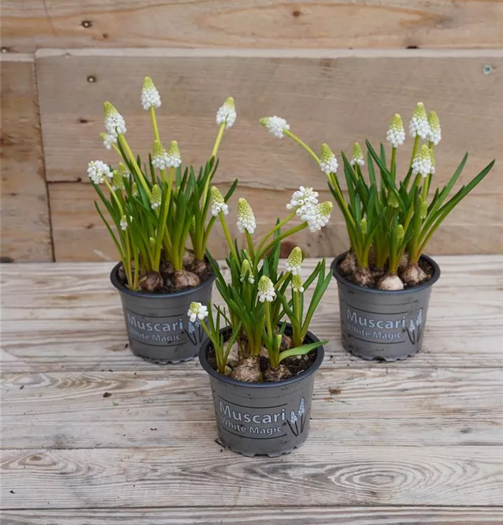 Muscari armeniacum Muscari armeniacum