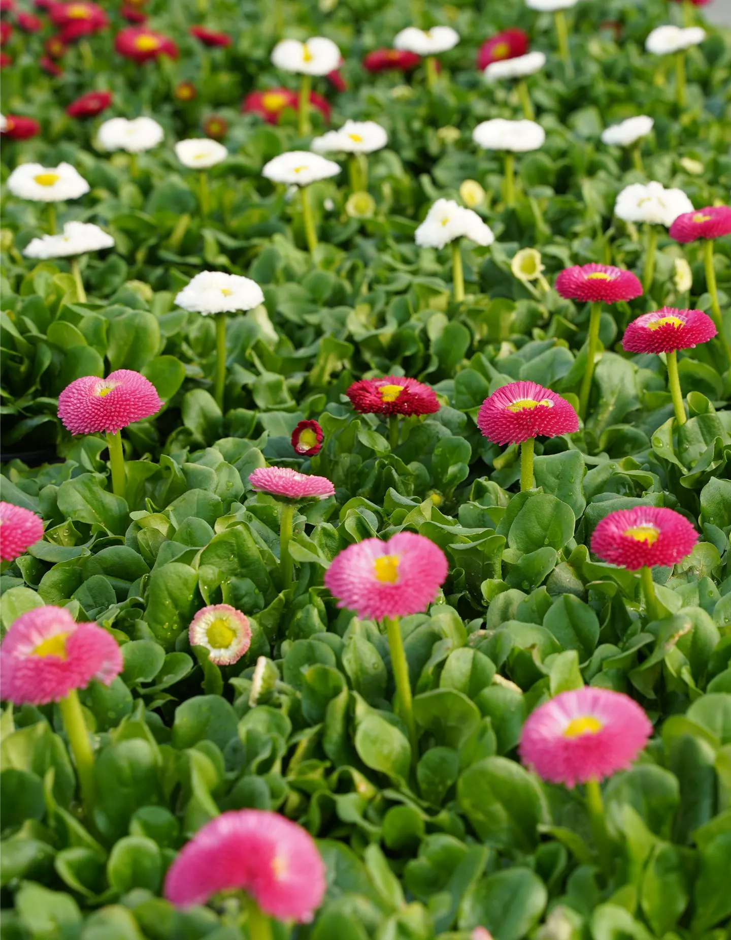 Bellis perennis