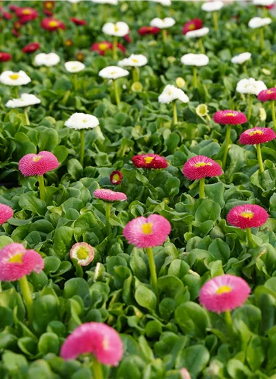 Bellis perennis