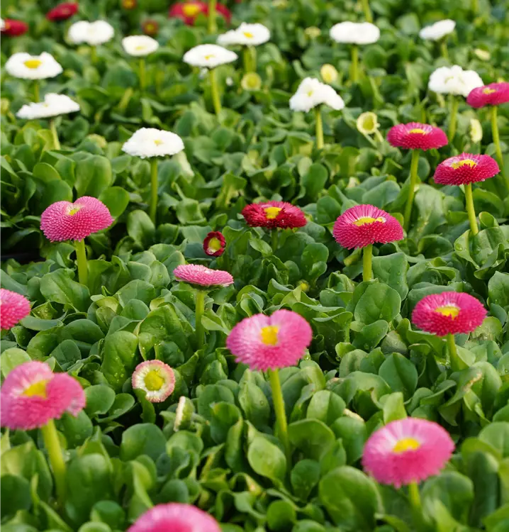 Bellis, Gänseblümchen