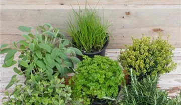 Zum Vergrößern klicken Bildvorschau