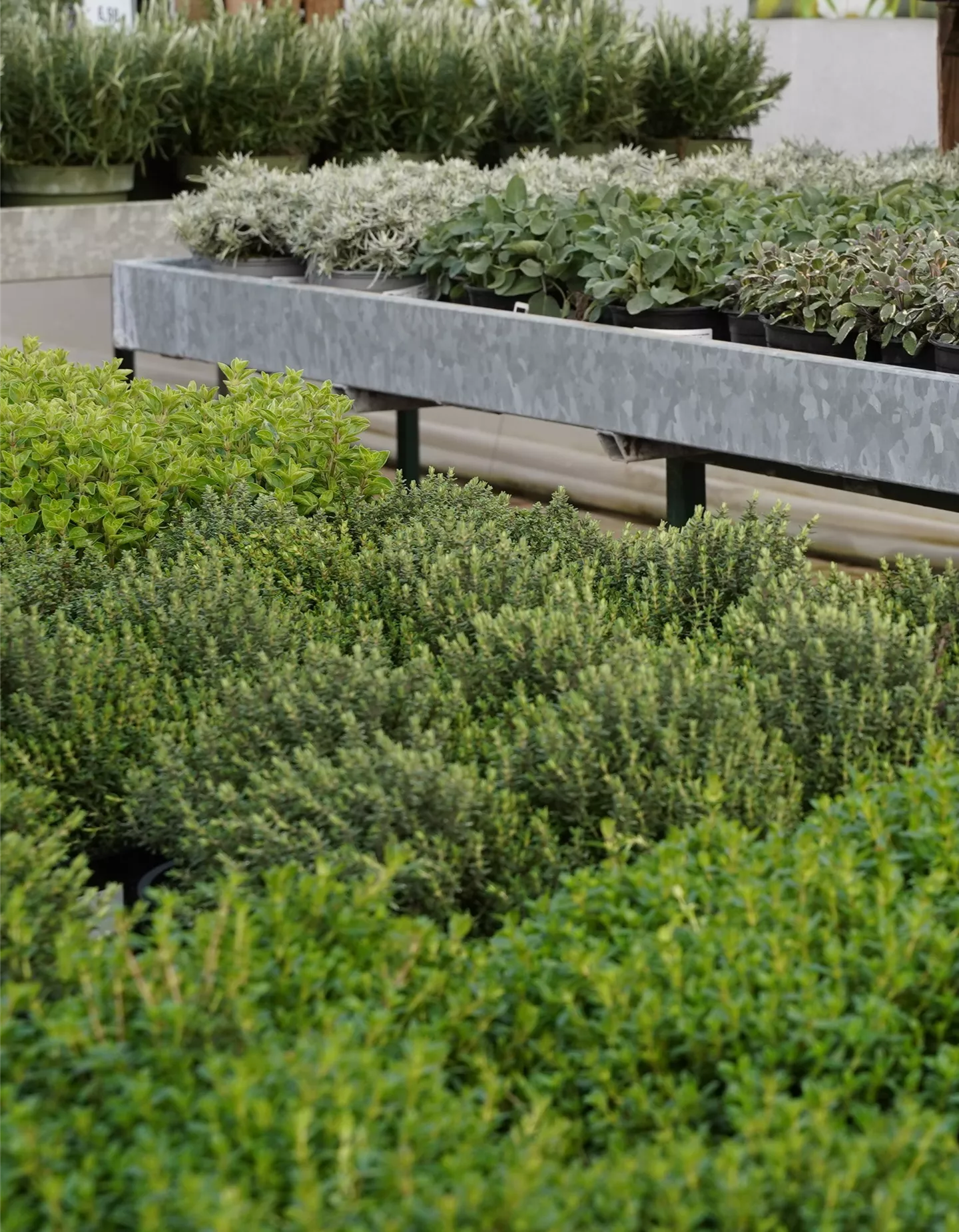 Kräuter Italienische