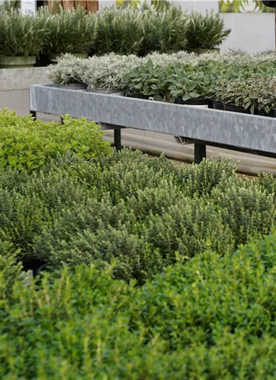 Italienische Kräuter 