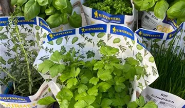 Zum Vergrößern klicken Bildvorschau