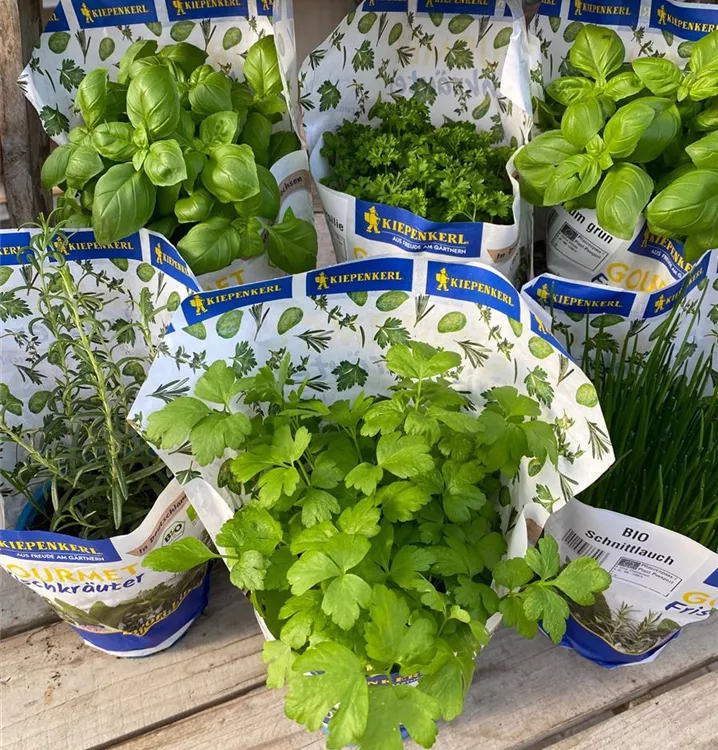 Rosmarin, Petersilie, Schnittlauch, Basilikum, Maggikraut Rosmarin, Petersilie, Schnittlauch, Basilikum, Maggikraut