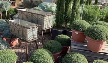 Zum Vergrößern klicken Bildvorschau