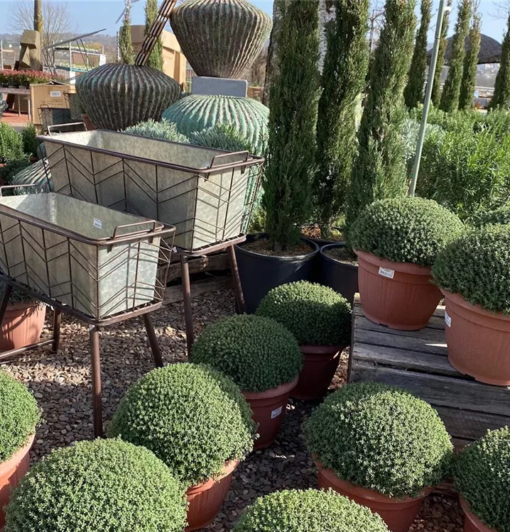 italienische Kräuter  italienische Kräuter