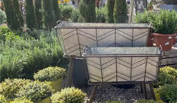 Zum Vergrößern klicken Bildvorschau