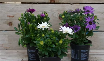 Zum Vergrößern klicken Bildvorschau