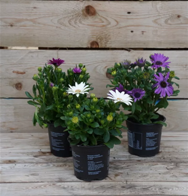 Osteospermum ecklonis Osteospermum ecklonis